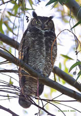 owl